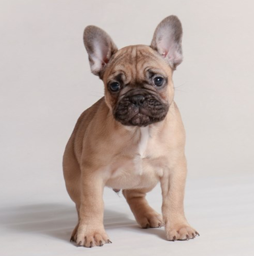 Fawn French Bulldog